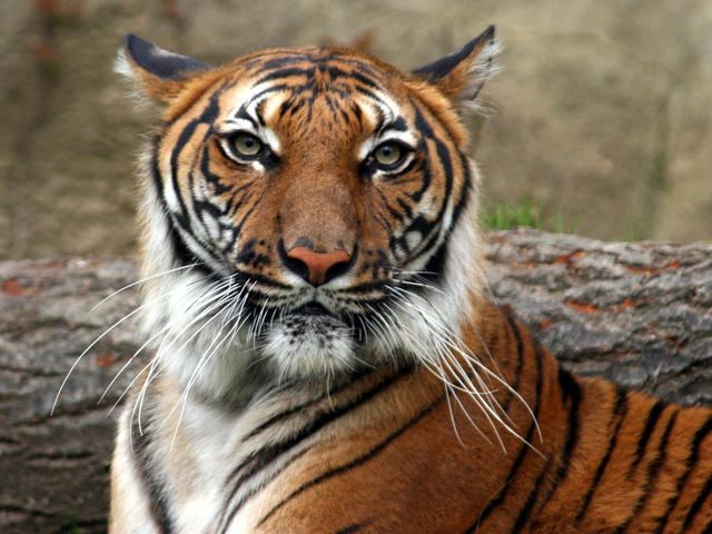 Indochinese tiger Indochinese Tiger Species WWF