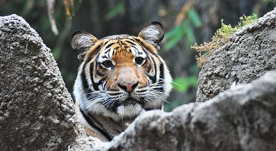 Indochinese tiger wwwtigersincrisiscomwpcontentuploads201401