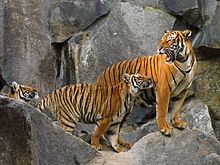 Indochinese tiger Indochinese tiger Wikipedia