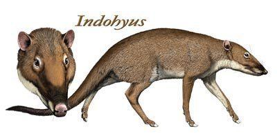 Indohyus Whales evolved from small aquatic hoofed ancestors Not Exactly