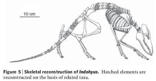 Indohyus Shaking the Cetacean evolutionary bush Indohyus and the origin of