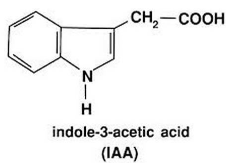 Indole-3-acetic acid Indole3Acetic AcidIndole3Acetic Acid Manufacturers