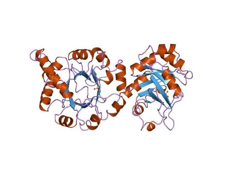 Indole-3-glycerol-phosphate synthase