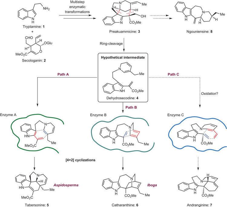 Indole alkaloid Biogenetically inspired synthesis and skeletal diversification of