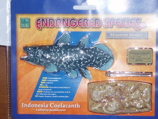Indonesian coelacanth Cryptomundo Indonesian Coelacanth Replica