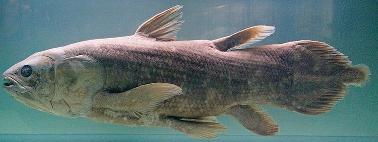 Indonesian coelacanth Humair39s Blogs Blog Archive Coelacanth a Living Prehistoric