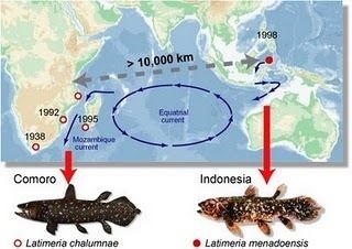 Indonesian coelacanth Mystery of the World 4 The Ancient Animal Species Living in Indonesia