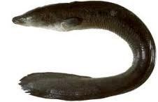 Indonesian shortfin eel img21foodcom20110609product1211503778937jpg