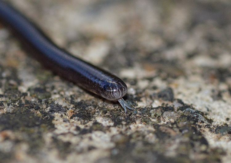 Indotyphlops braminus Indotyphlops braminus Brahminy blind snake in Australia Flickr