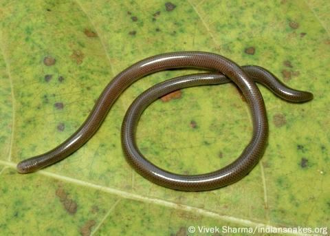 Indotyphlops braminus Brahminy Worm Snake Indiansnakesorg
