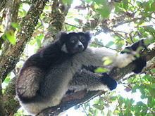 Indri httpsuploadwikimediaorgwikipediacommonsthu