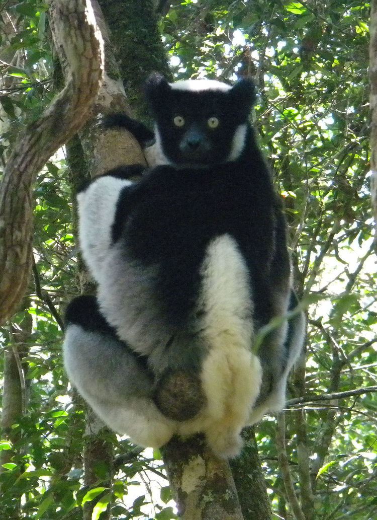 Indri Indri Wikipedia