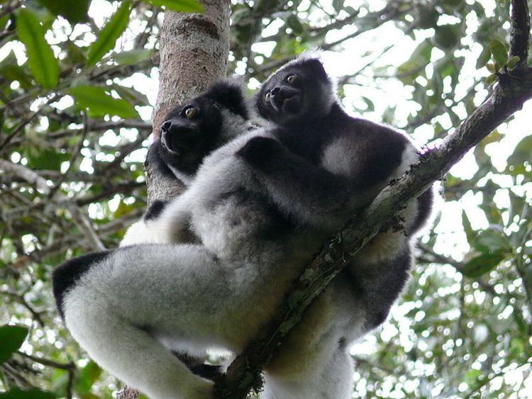 Indri Indri Indri Indri Animals AZ Animals