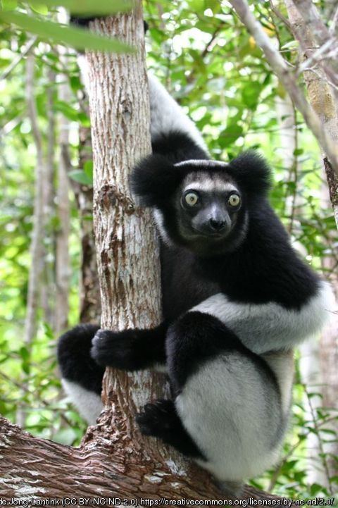 Indri Indri indri Indri