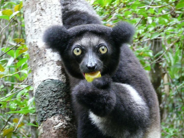 Indri 5 Interesting Facts About Indris Hayden39s Animal Facts