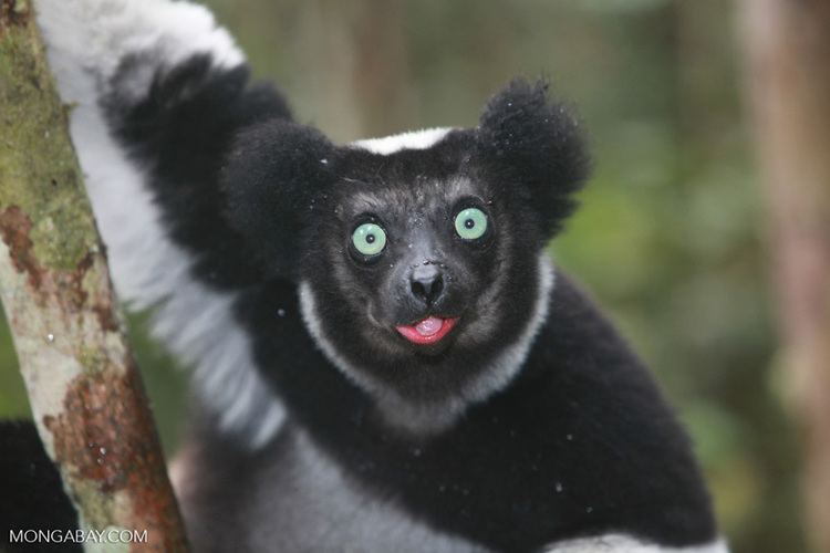 Indri lemur Indri indri madagascar0592a