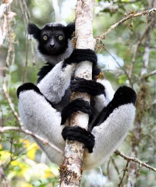 Indri Indri Facts History Useful Information and Amazing Pictures