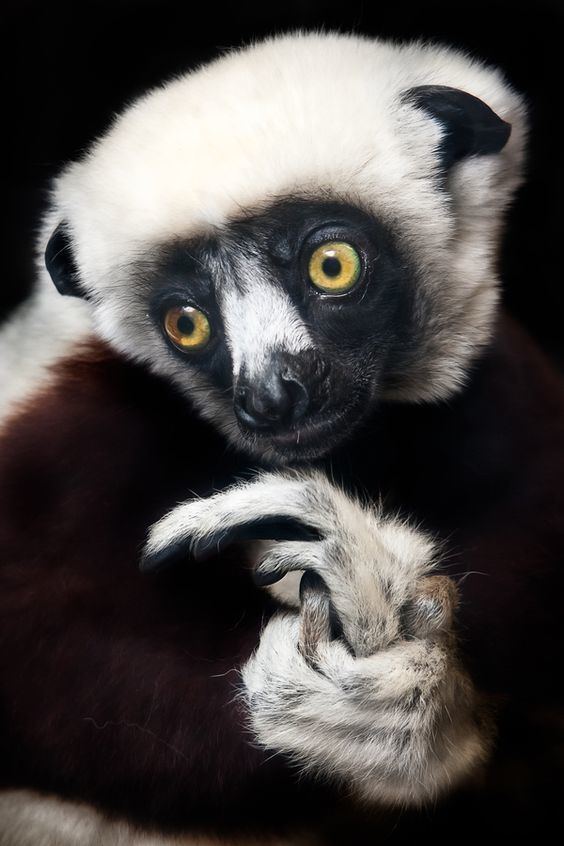 Indriidae Sifakas are a genus Propithecus of lemur from the family Indriidae