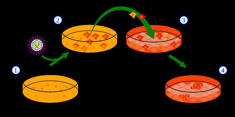 Induced pluripotent stem cell