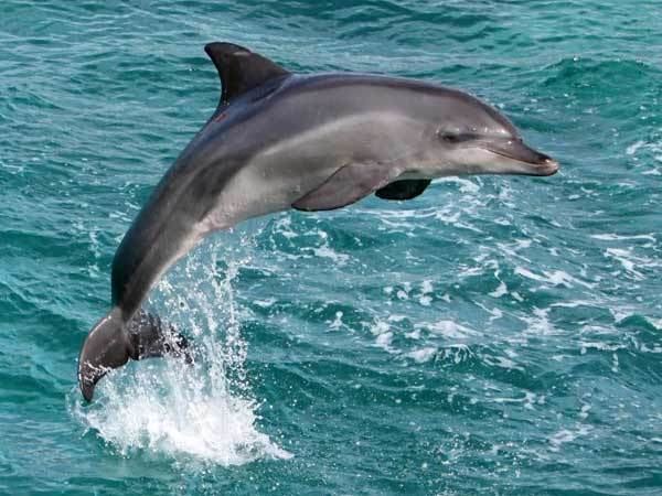 Indus river dolphin - Alchetron, The Free Social Encyclopedia