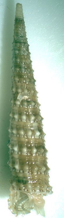 Inella (gastropod) httpsuploadwikimediaorgwikipediacommonsthu