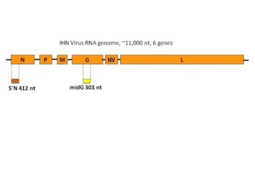 Infectious hematopoietic necrosis virus gisnacseorgihnvhelpihnvimagesIHNVfigure3mi