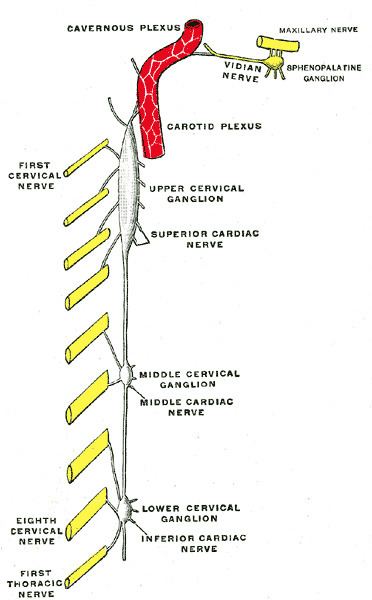 Inferior cervical ganglion