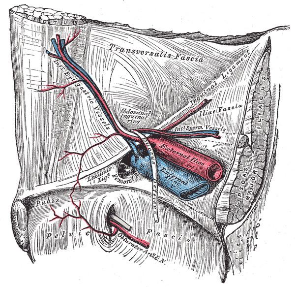 Inferior epigastric artery