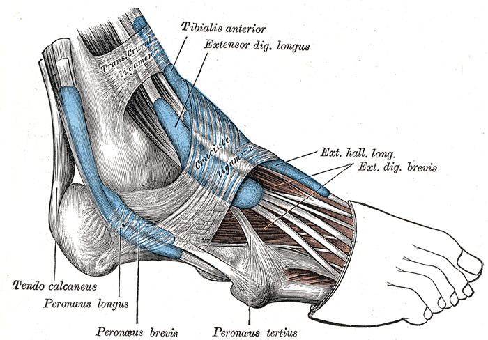 Inferior extensor retinaculum of foot