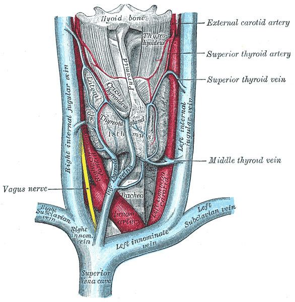 Inferior laryngeal vein