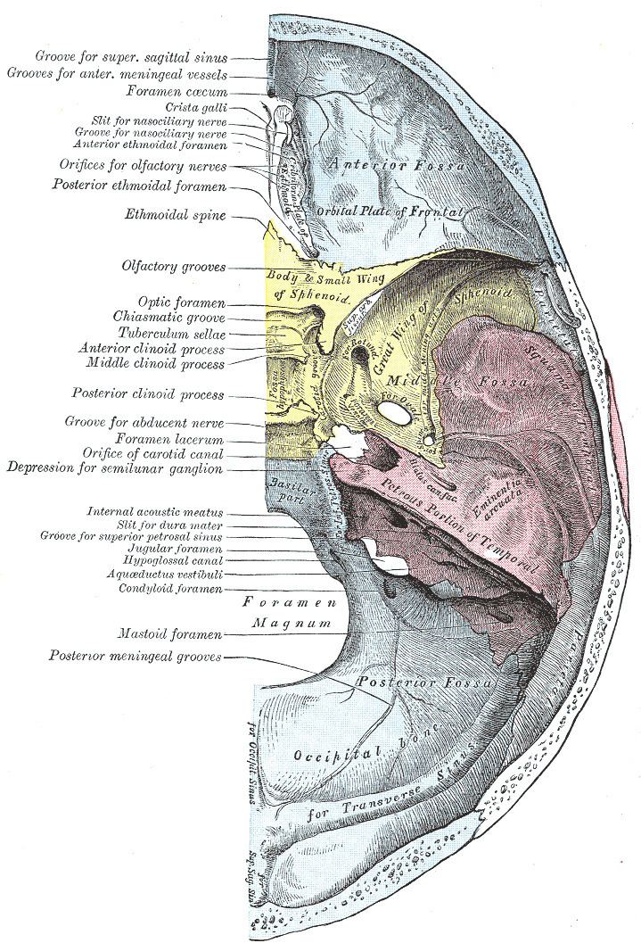 Inferior petrosal sulcus