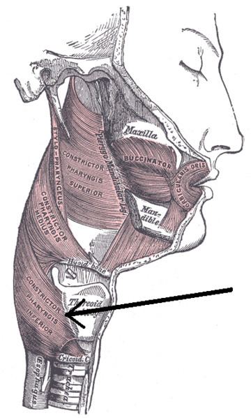 Inferior pharyngeal constrictor muscle