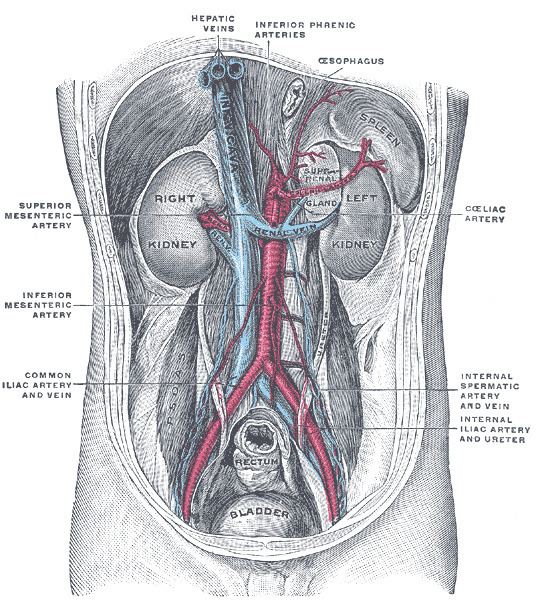 Inferior suprarenal artery