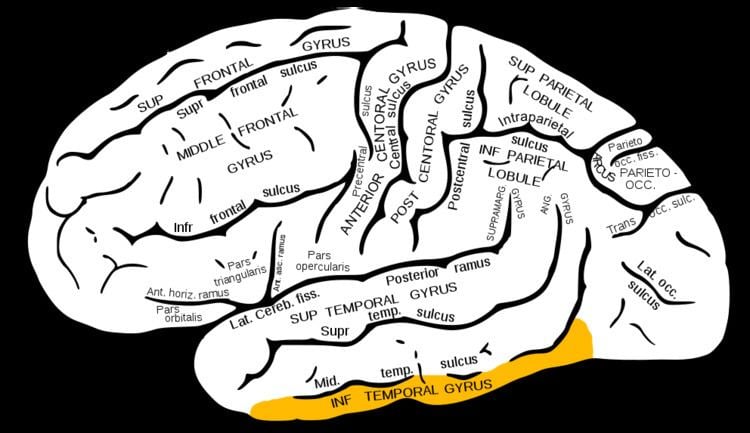 Inferior temporal gyrus