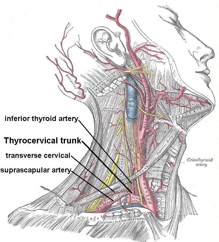 Inferior thyroid artery