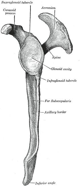 Inferior transverse ligament of scapula