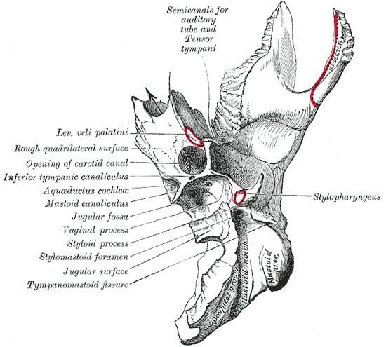 Inferior tympanic canaliculus