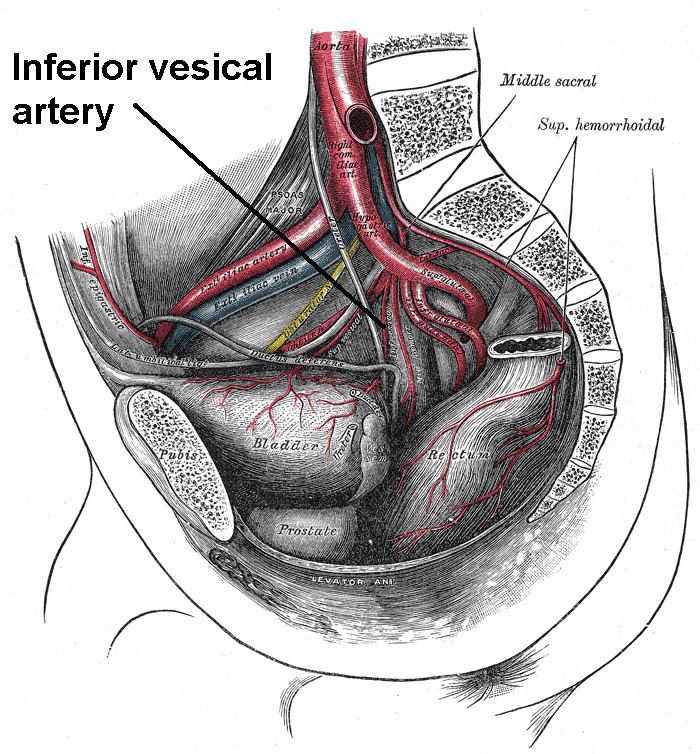 Inferior vesical artery