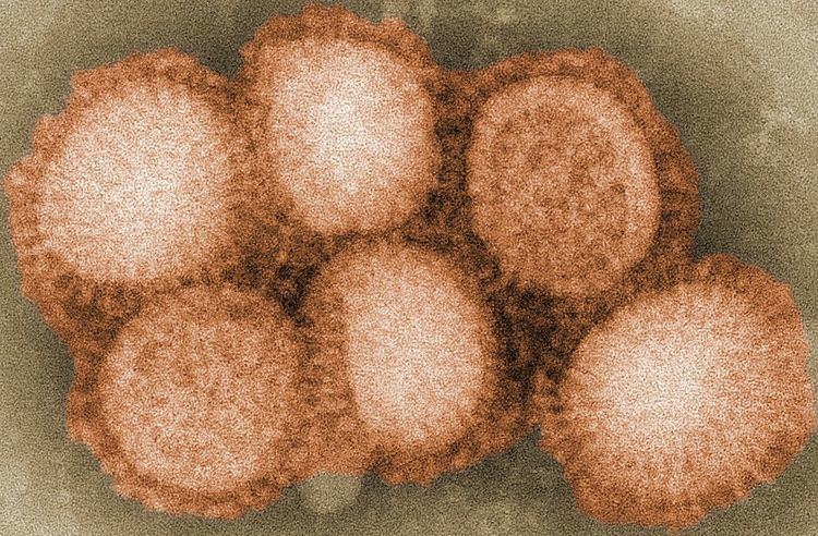 Influenza A virus subtype H2N2