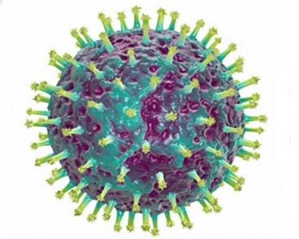 Influenza A virus subtype H3N2 wksuorgnewsimages41331fluvirusjpg