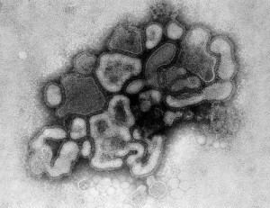 Influenza A virus subtype H3N8 wwwwaycooldogscomwpcontentuploads200909H1N