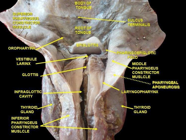 Infraglottic cavity