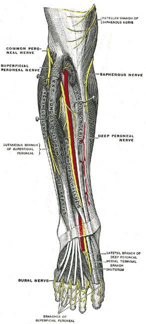 Infrapatellar branch of saphenous nerve