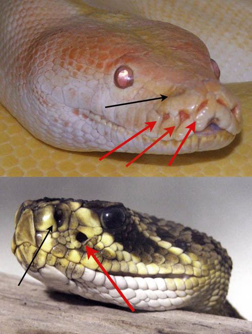 Infrared sensing in snakes