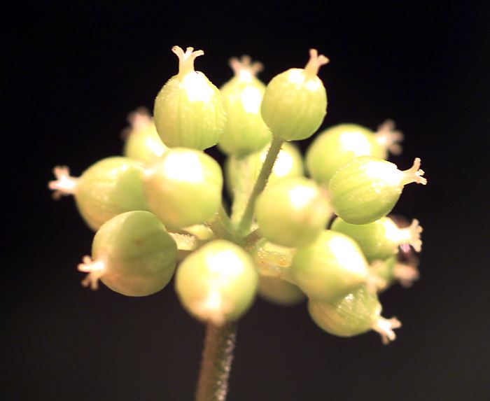 Infructescence Vascular Plant Image Library Araliaceae