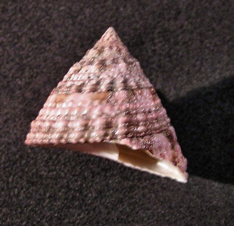Infundibulum (gastropod)