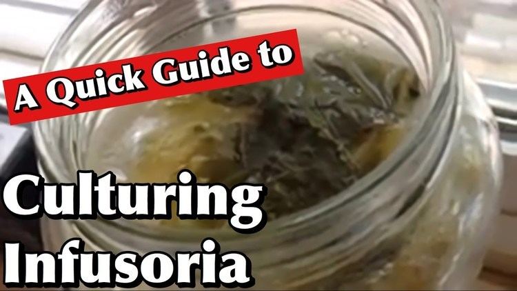 Infusoria A Quick Guide to Culturing Infusoria YouTube