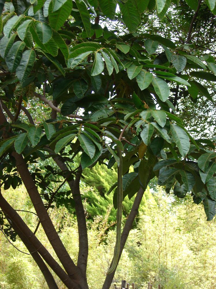 Инга дерево фото