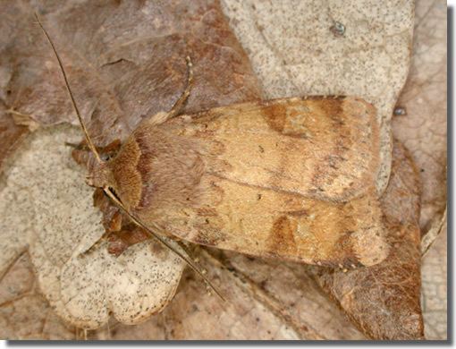 Ingrailed clay Hants Moths 73333 Ingrailed Clay Diarsia mendica