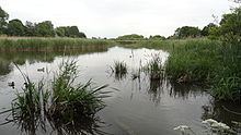 Ingrebourne Marshes httpsuploadwikimediaorgwikipediacommonsthu